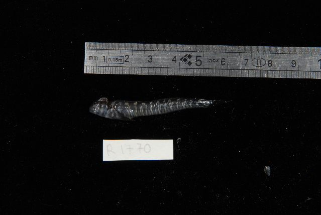 ภาพ ปลาตั๊กแตนหินลายจุด (Istiblennius spilotus)