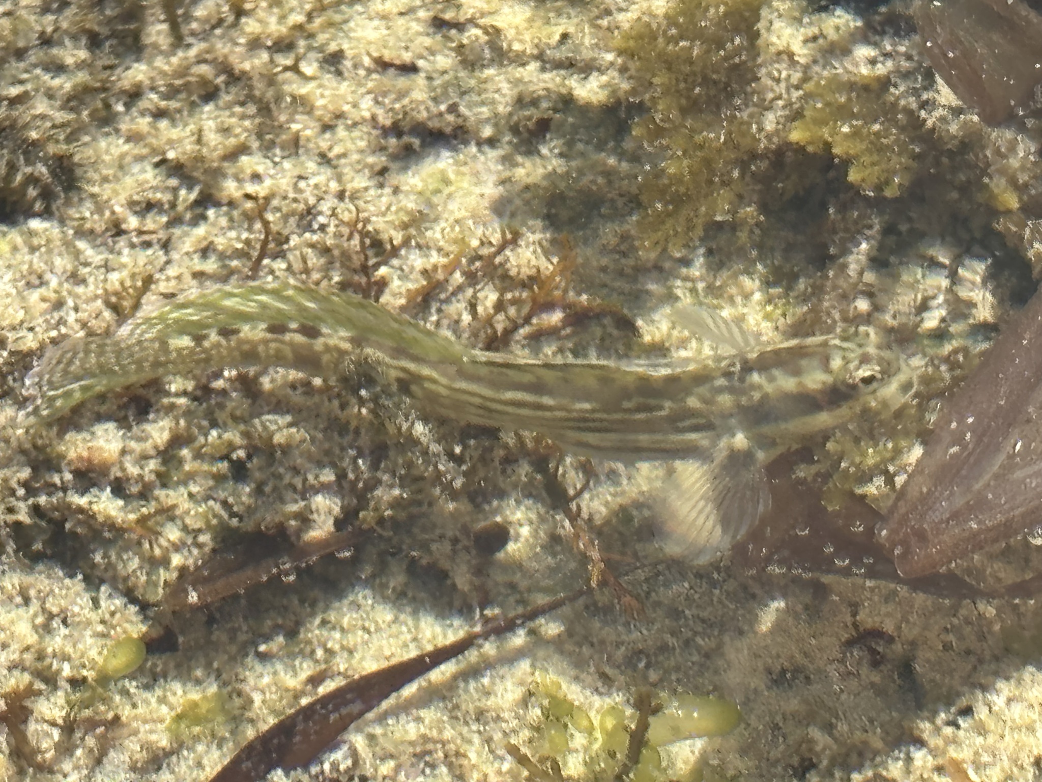 ภาพ ปลาตั๊กแตนหิน steindachneri (Istiblennius steindachneri)