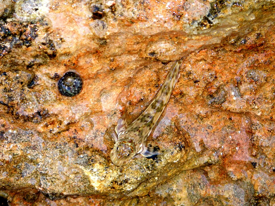 ภาพ ปลาตั๊กแตนหิน unicolor (Istiblennius unicolor)