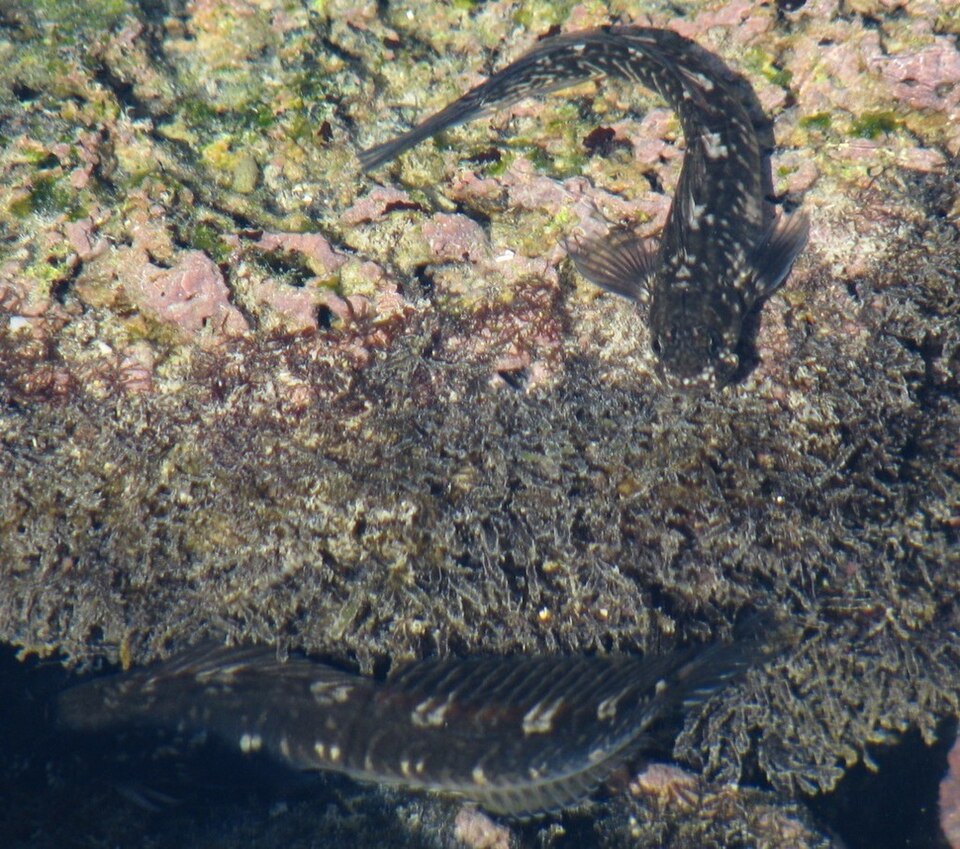 ภาพ ปลาตั๊กแตนหินลายม้าลายตั๊กแตนหิน (Istiblennius zebra)