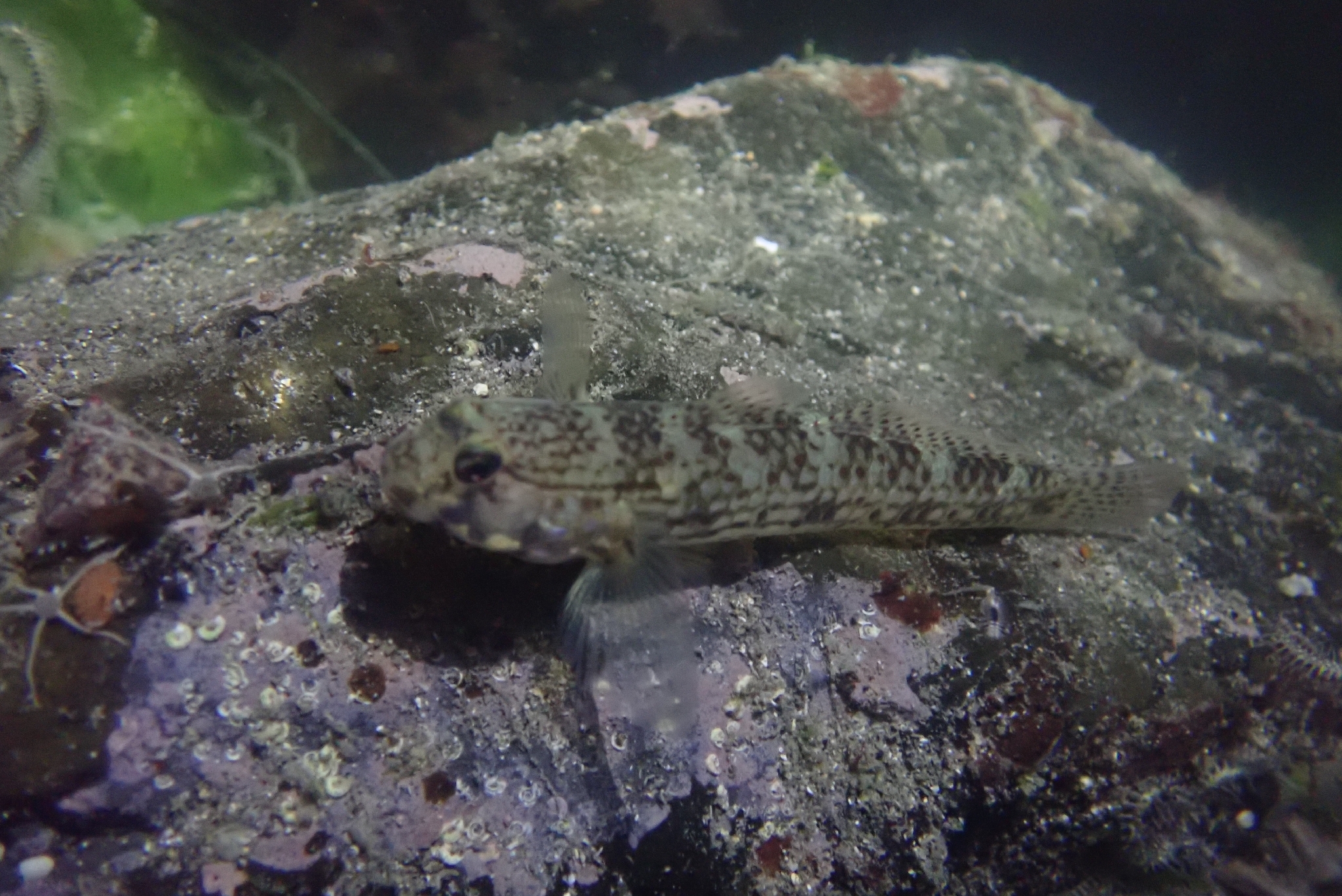 ภาพ ปลาบู่ campbelli (Istigobius campbelli)