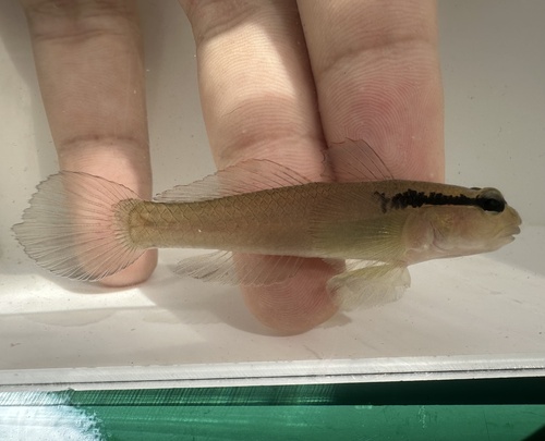 ภาพ ปลาบู่บู่ (Istigobius diadema)