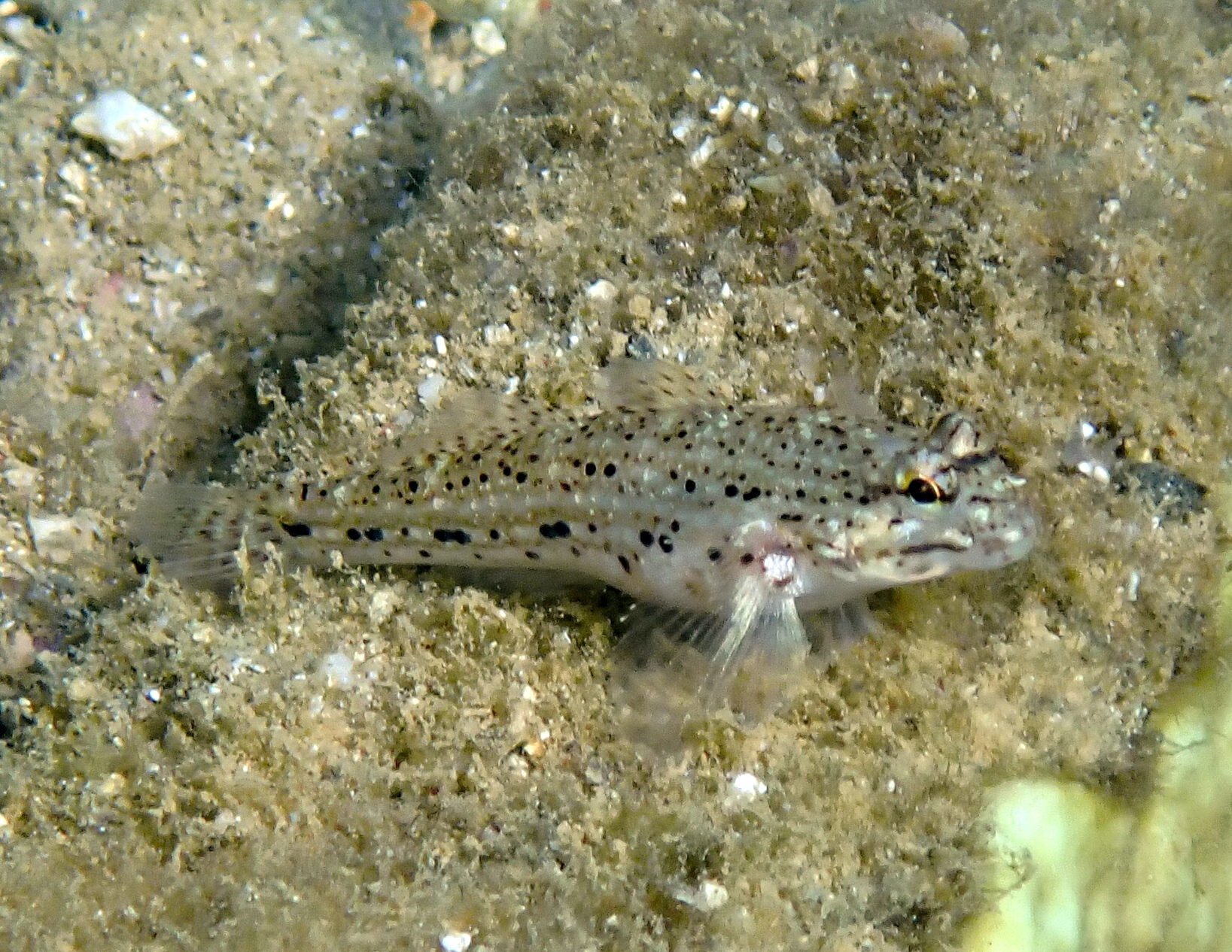ภาพ ปลาบู่บู่ (Istigobius goldmanni)