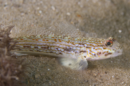 ภาพ ปลาบู่ hoesei (Istigobius hoesei)