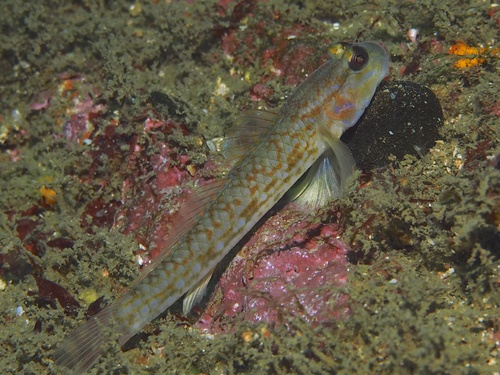 ภาพ ปลาบู่ hoshinonis (Istigobius hoshinonis)