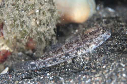 ภาพ ปลาบู่ดำลายจุดบู่ (Istigobius nigroocellatus)