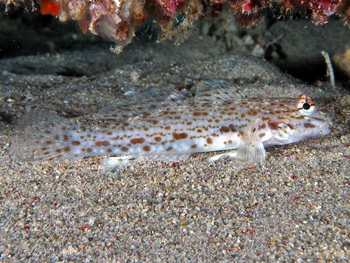 ภาพ ปลาบู่น้ำตาลลายประพื้นทราย (Istigobius rigilius)