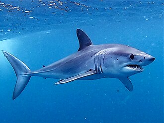 ภาพ ปลา oxyrinchus (Isurus oxyrinchus)