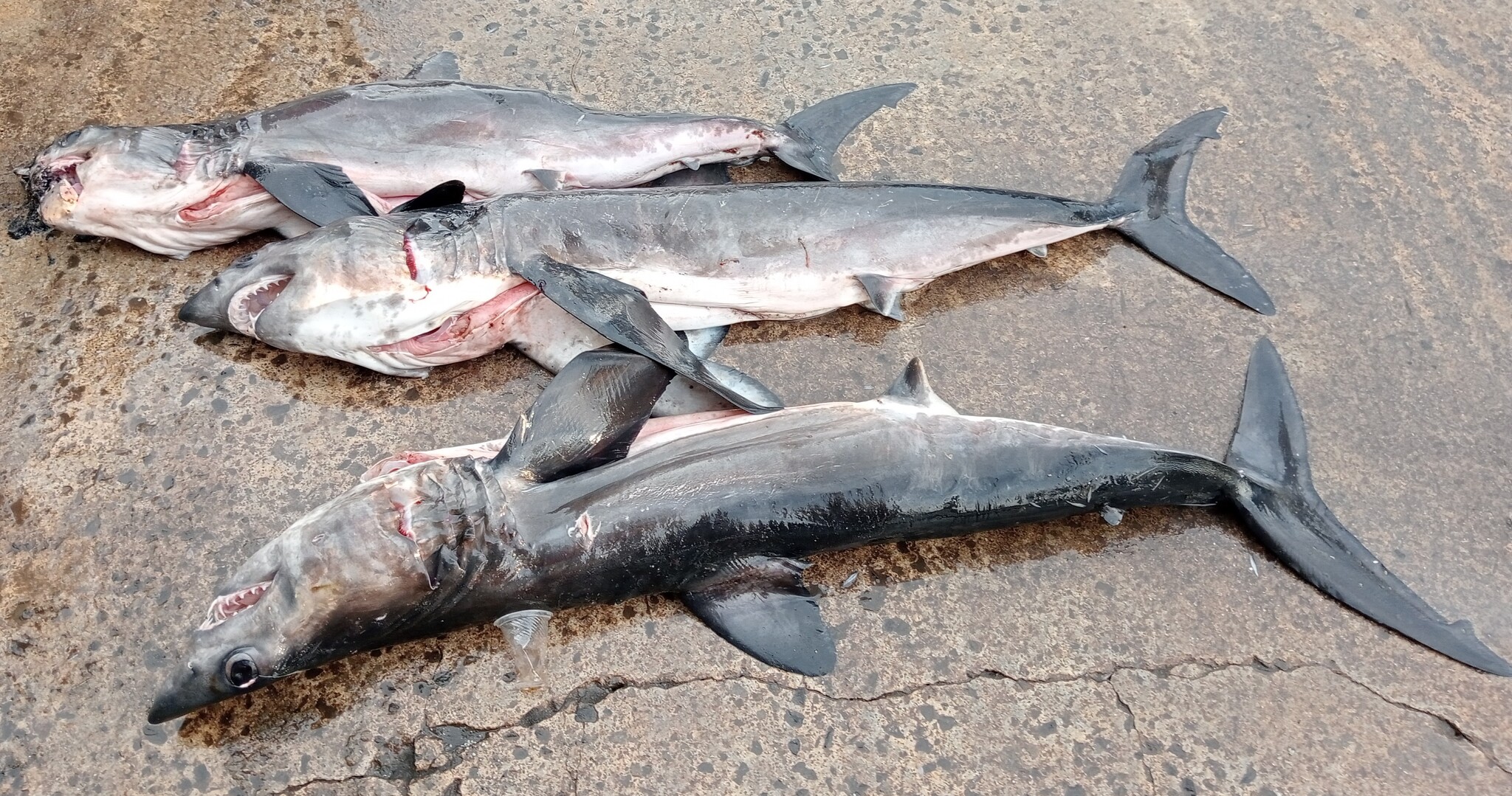 ภาพ ปลา paucus (Isurus paucus)