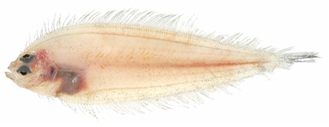 ภาพ ปลา dentatus (Japonolaeops dentatus)