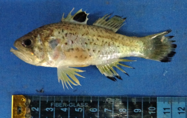 ภาพ ปลาอมไข่ queketti (Jaydia queketti)