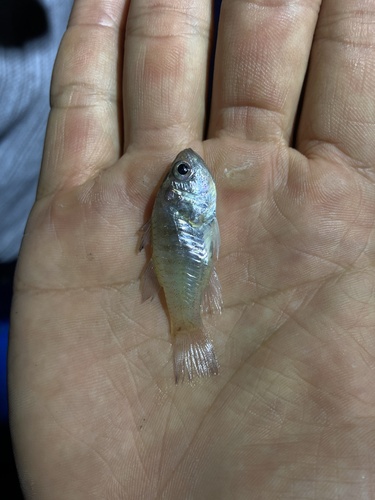 ภาพ ปลาอมไข่ striata (Jaydia striata)