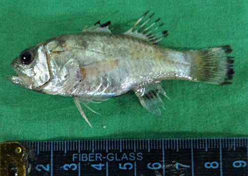 ภาพ ปลาอมไข่ครีบบั้ง (Jaydia truncata)