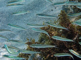 ภาพ ปลา lamprotaenia (Jenkinsia lamprotaenia)