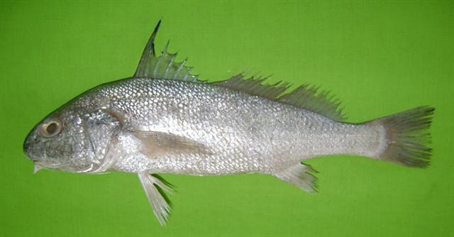 ภาพ ปลาจวด amblycephalus (Johnius amblycephalus)