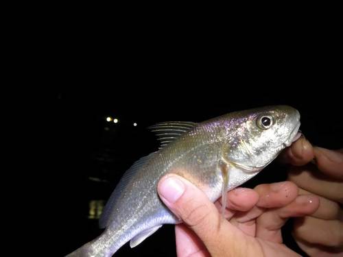 ภาพ ปลาจวด australis (Johnius australis)