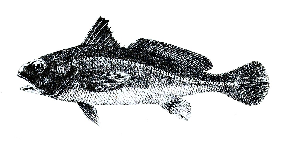 ภาพ ปลาจวด carutta (Johnius carutta)