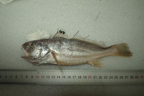 ภาพ ปลาจวด distinctus (Johnius distinctus)