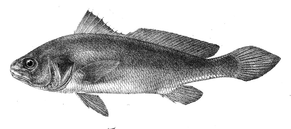 ภาพ ปลาจวด dussumieri (Johnius dussumieri)