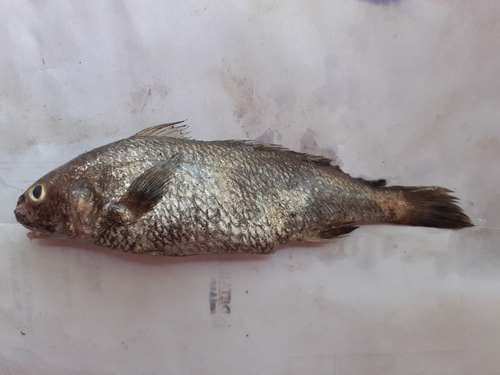 ภาพ ปลาจวด macropterus (Johnius macropterus)
