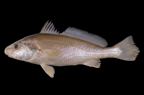 ภาพ ปลาจวดจมูกโต (Johnius macrorhynus)