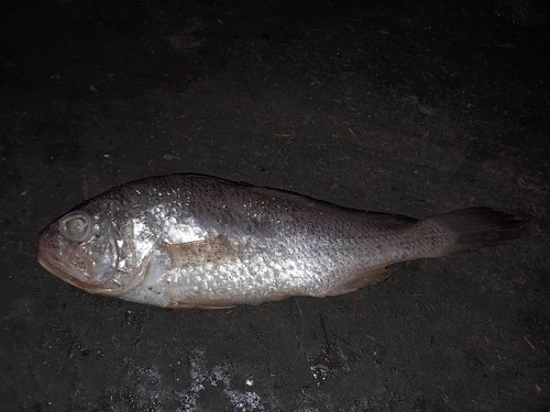 ภาพ ปลาจวดตาโต (Johnius plagiostoma)