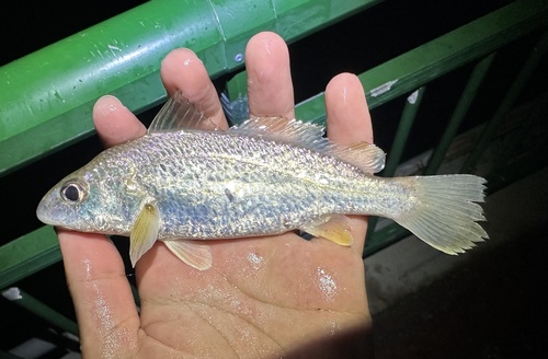 ภาพ ปลาจวดเทรวาวาส (Johnius trewavasae)