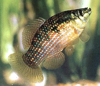 ภาพ ปลา floridae (Jordanella floridae)