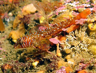 ภาพ ปลา zonope (Jordania zonope)
