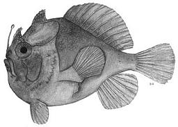 ภาพ ปลากบ scutatus (Kanazawaichthys scutatus)
