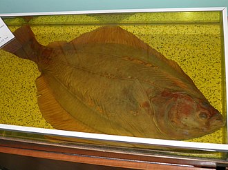 ภาพ ปลา bicoloratus (Kareius bicoloratus)