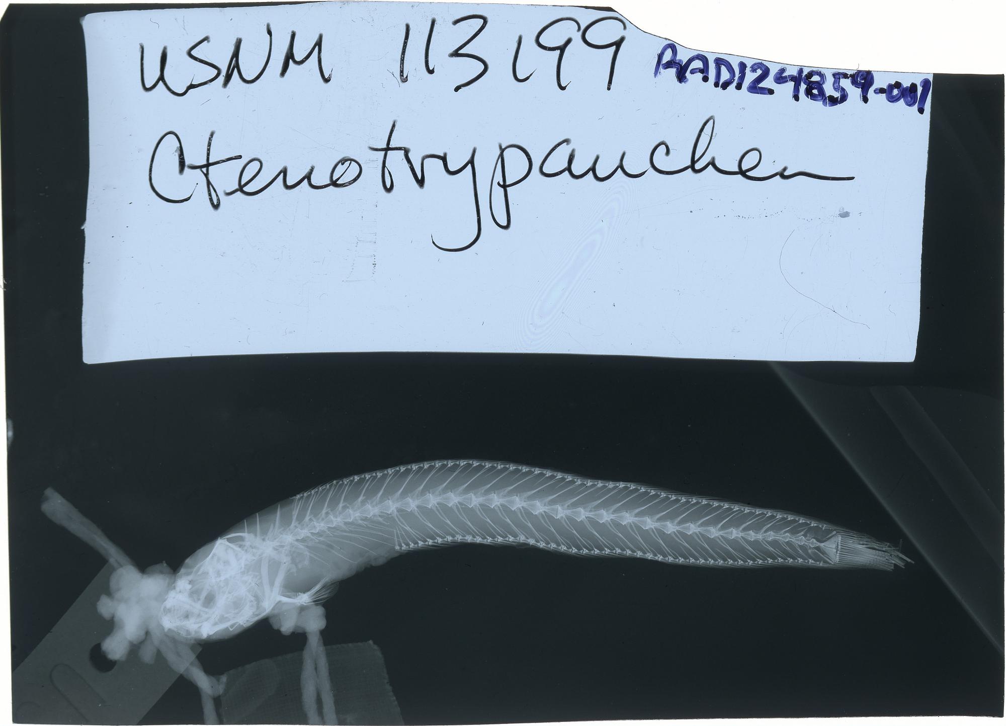 ภาพ ปลาบู่บู่ (Karsten totoyensis)