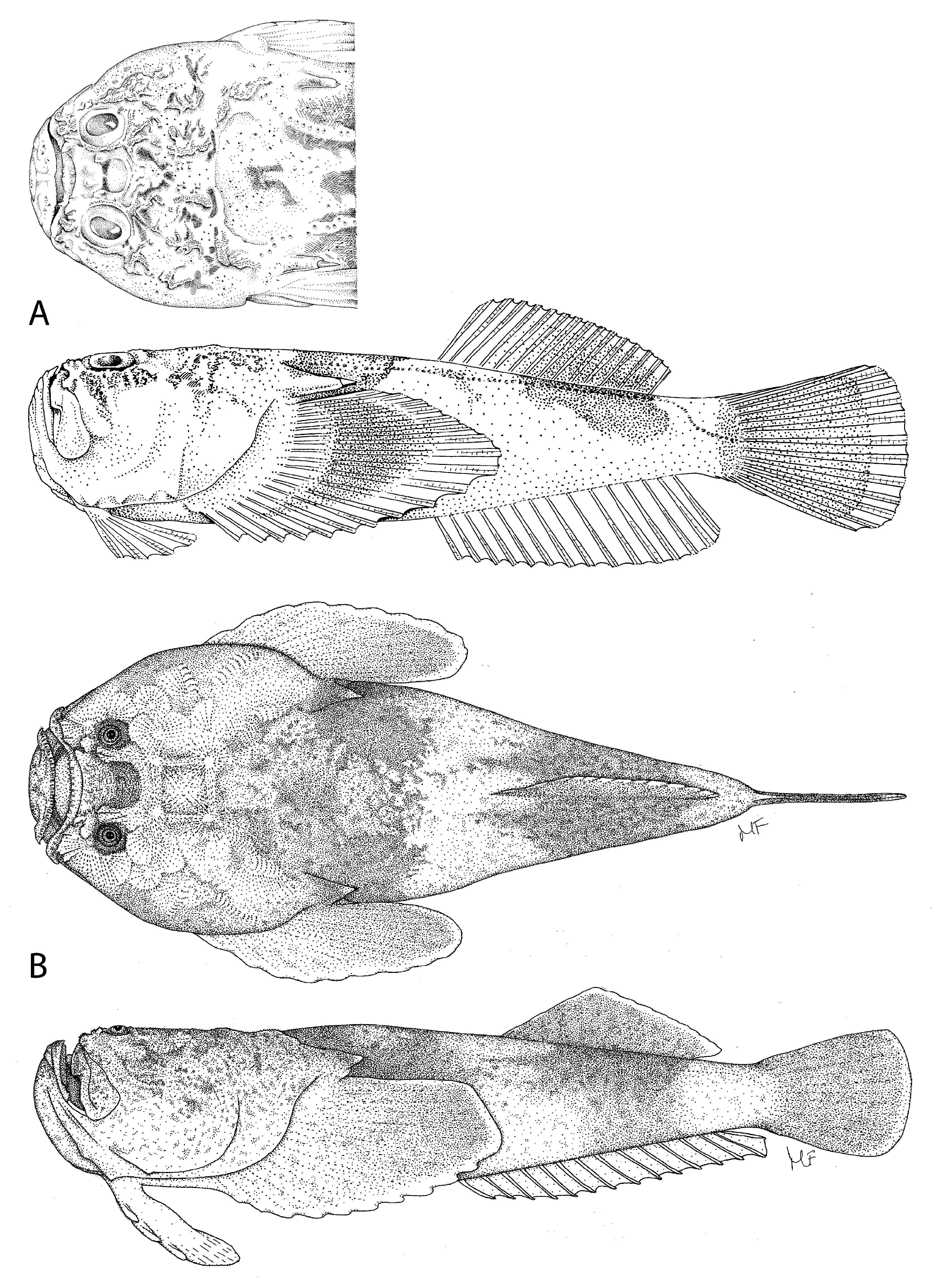 ภาพ ปลา binigrasella (Kathetostoma binigrasella)