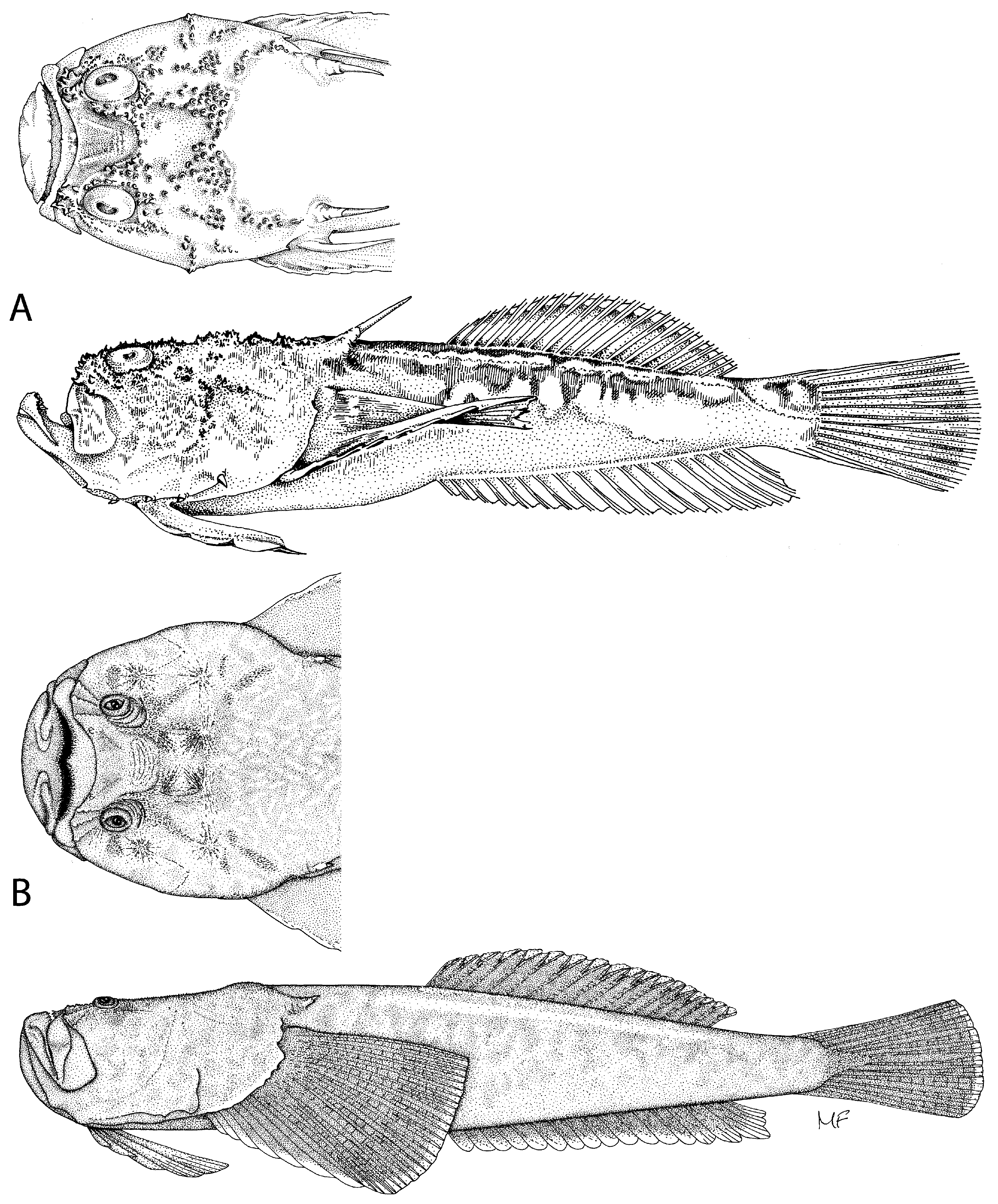 ภาพ ปลา giganteum (Kathetostoma giganteum)