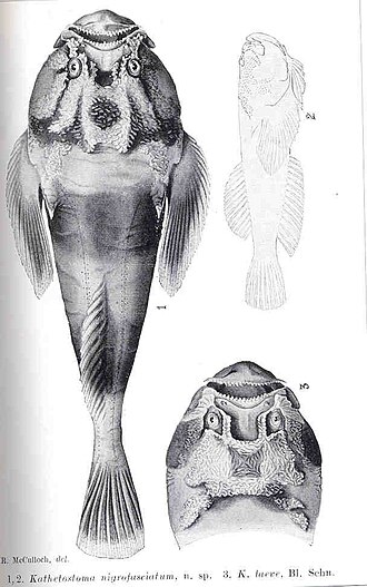 ภาพ ปลา nigrofasciatum (Kathetostoma nigrofasciatum)