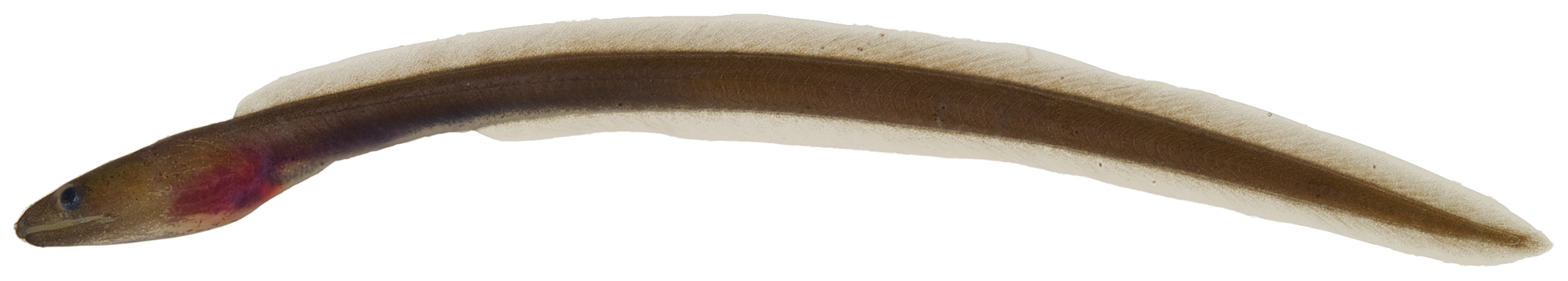 ภาพ ปลา hyoproroides (Kaupichthys hyoproroides)