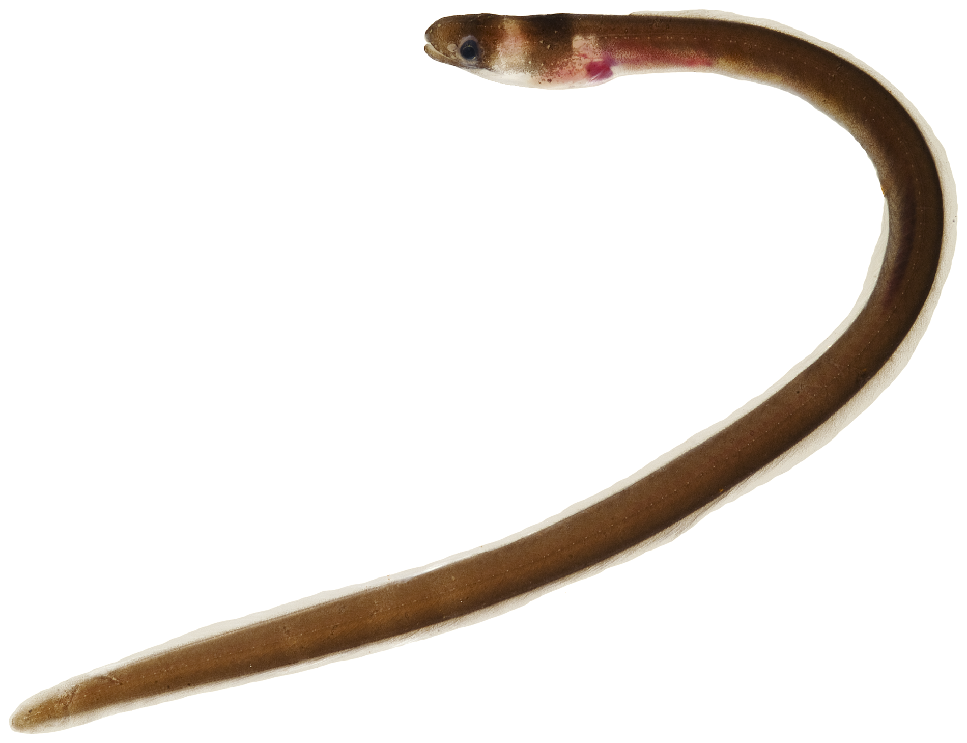 ภาพ ปลา nuchalis (Kaupichthys nuchalis)