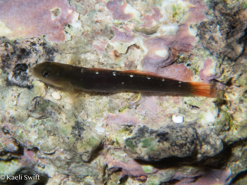 ภาพ ปลาบู่บู่ (Kelloggella cardinalis)