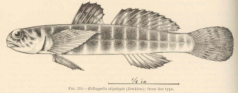 ภาพ ปลาบู่ลายขวางบู่ (Kelloggella oligolepis)