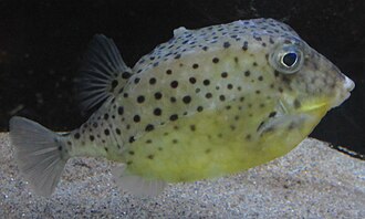 ภาพ ปลา aculeatus (Kentrocapros aculeatus)
