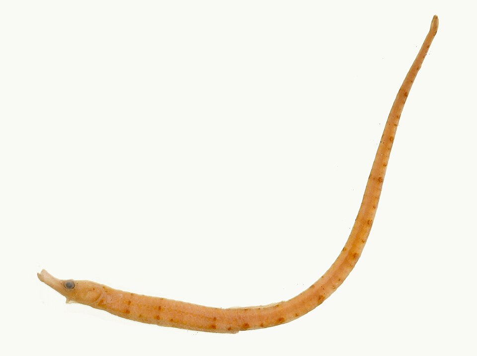 ภาพ ปลาจิ้มฟันจระเข้ bassensis (Kimblaeus bassensis)