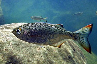 ภาพ ปลา marginata (Kuhlia marginata)