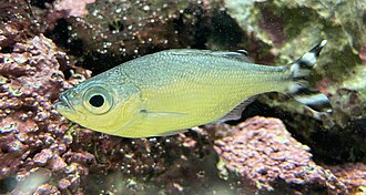 ภาพ ปลา mugil (Kuhlia mugil)