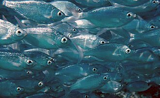 ภาพ ปลา sandvicensis (Kuhlia sandvicensis)