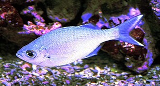 ภาพ ปลา xenura (Kuhlia xenura)