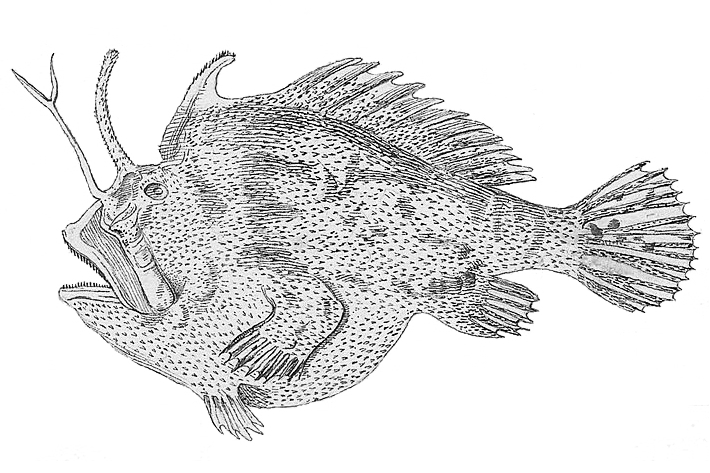 ภาพ ปลากบ furcipilis (Kuiterichthys furcipilis)
