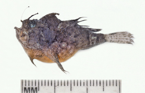 ภาพ ปลากบ pietschi (Kuiterichthys pietschi)