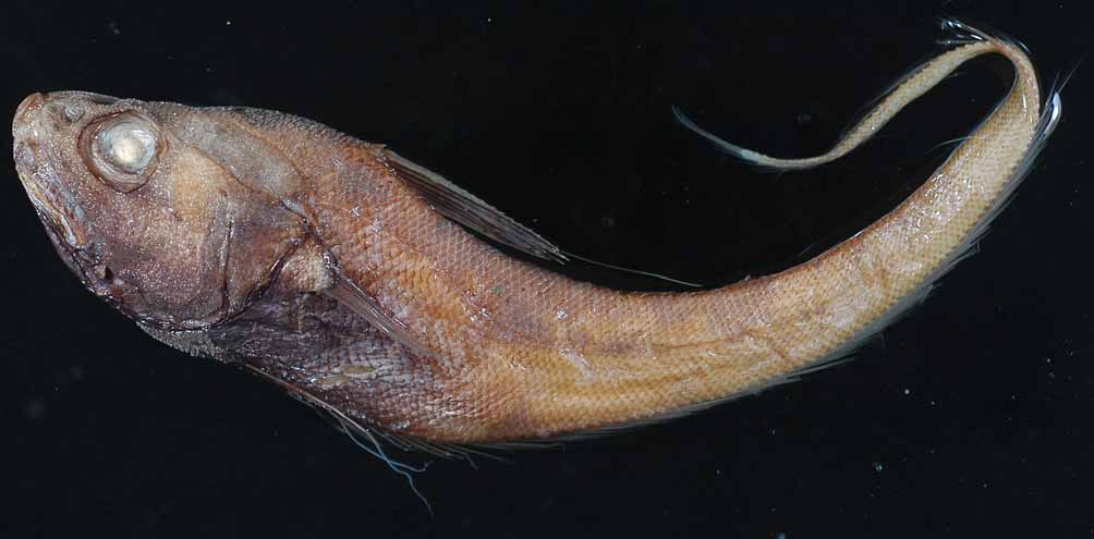 ภาพ ปลา gymnorhynchus (Kumba gymnorhynchus)