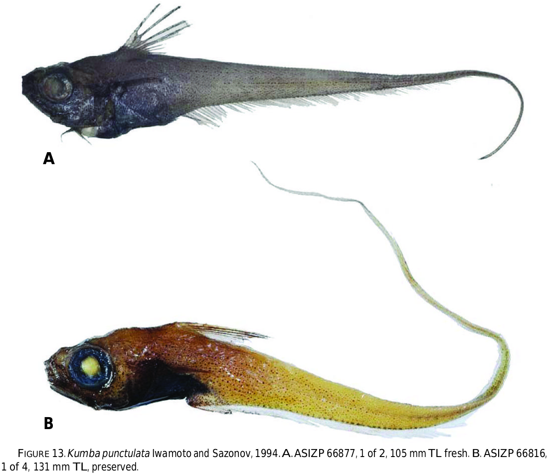 ภาพ ปลา punctulata (Kumba punctulata)