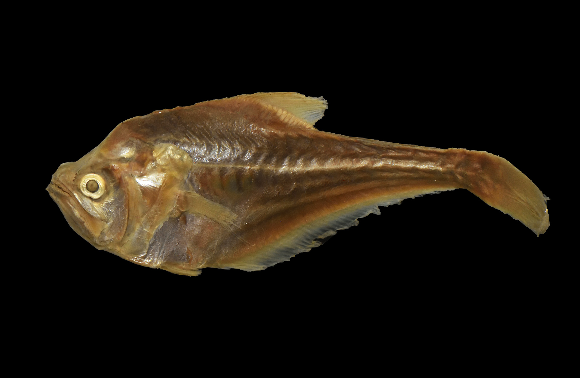 ภาพ ปลา gulliveri (Kurtus gulliveri)